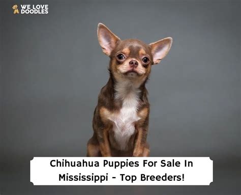 chihuahua breeders in mississippi